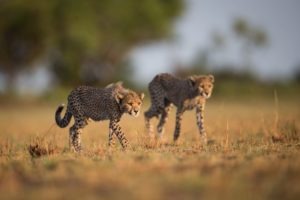 west zambia liuwa plains wildlife photography cheetahs