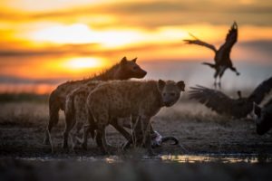 west zambia liuwa plains wildlife photography hyena