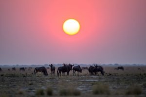 west zambia liuwa plains wildlife photography sunset wildebeest
