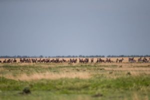 west zambia liuwa plains wildlife photography wildebeest migration