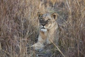 zambia kafue national park mukambi safari lodge24