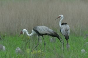 zambia kasanka birding Wattled Crane