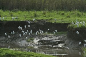 zambia kasanka wildlife Crocodile Cattle egrets