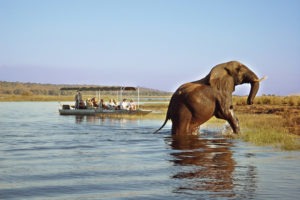 zambia livingstone boating safari