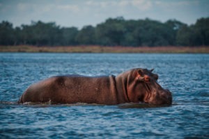 zambia lower zambezi hippo boating safari