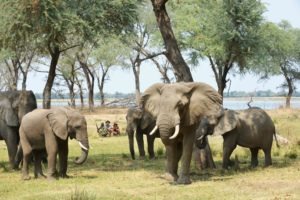 zambia lower zambezi sausage tree camp elephants on foot