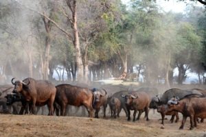 zambia lower zambezi sausage tree camp gane drive buffalo big five