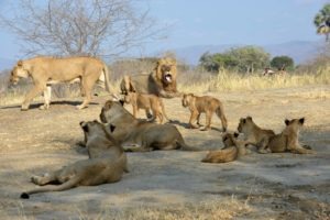 zambia lower zambezi sausage tree camp lion pride on safari