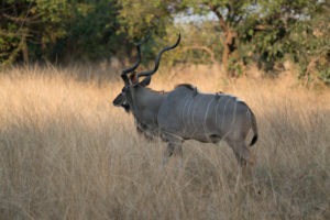zambia luangwa valley gesa kafunta kudu