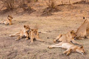zambia luangwa valley pride of lions