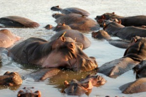 zambia luangwa valley shenton safari hippo pod
