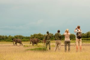 zambia south luangwa walking safari game viewing