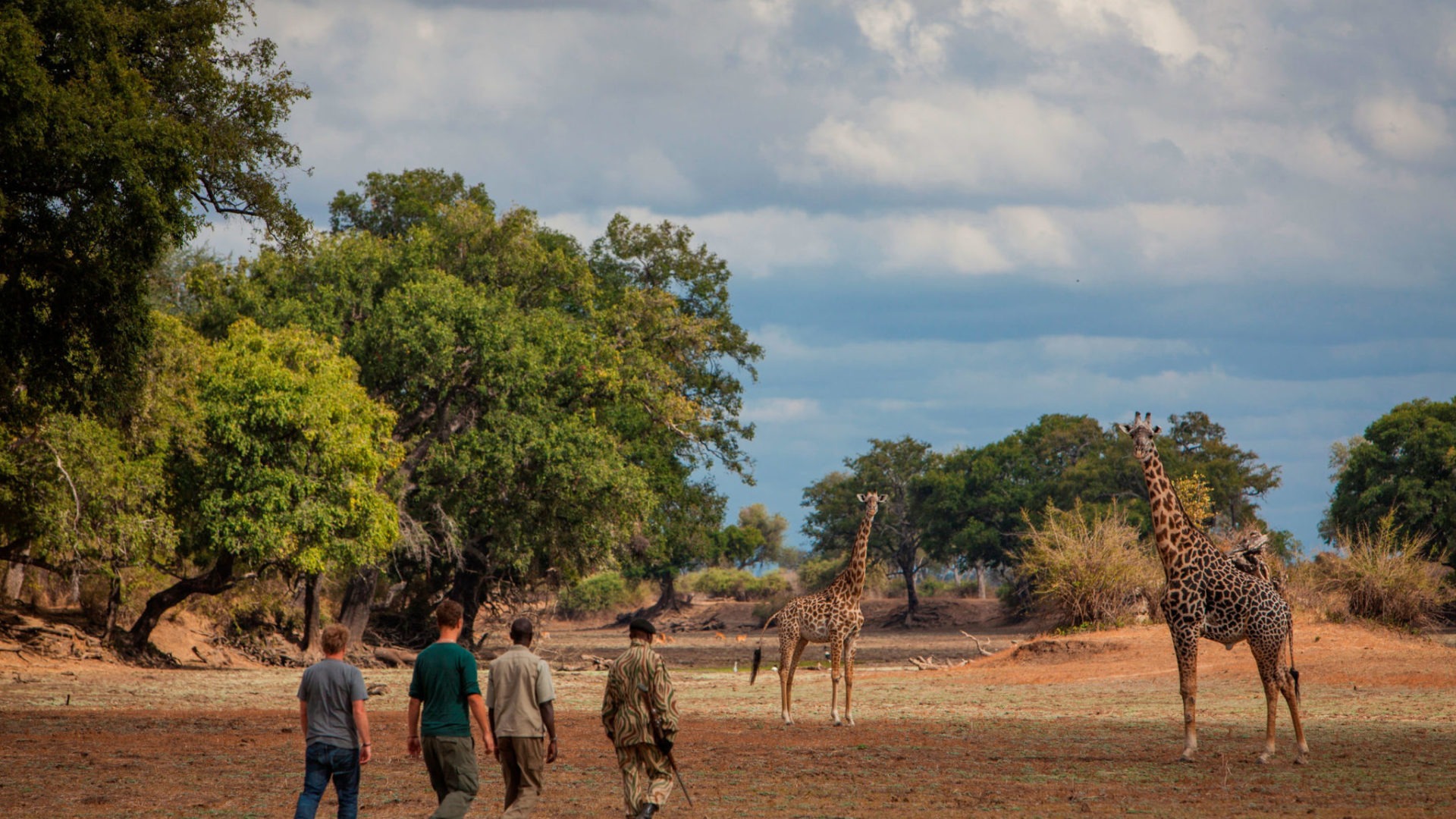 zambia south luangwa walking safari giraffe in riverbed