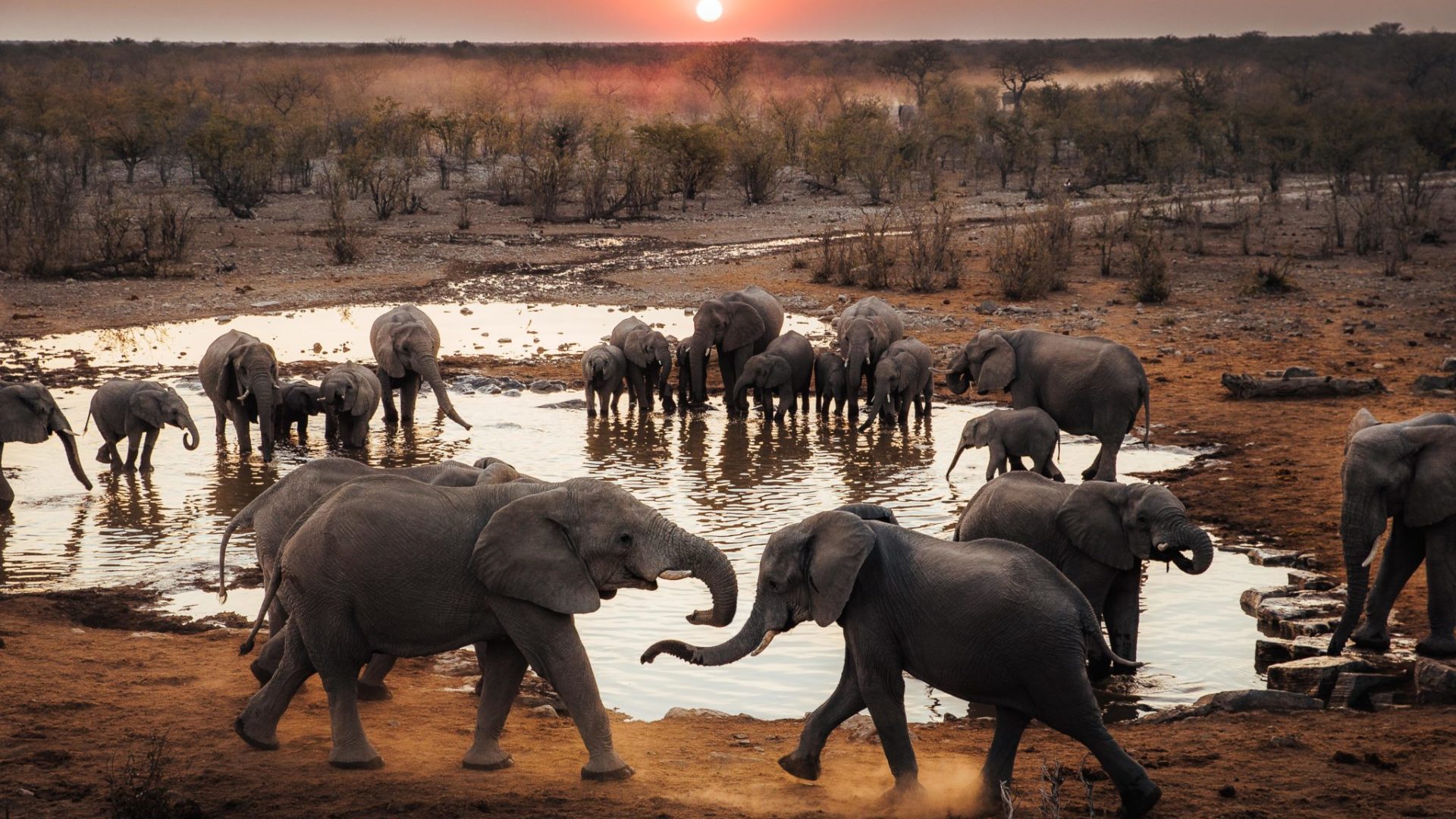 Namibia Etosha Elephant Jason