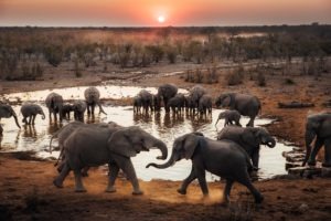 Namibia Etosha Elephant Jason