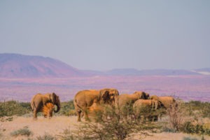 desert elephants namibia herd