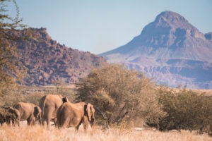 desert elephants namibia mountain