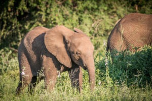 elephant baby timbavati