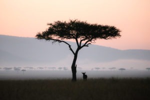 jason tanzania photo wildebeest acacia