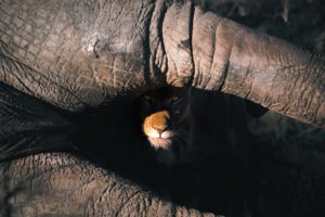 namibia photographic safari jason emilie guides 13
