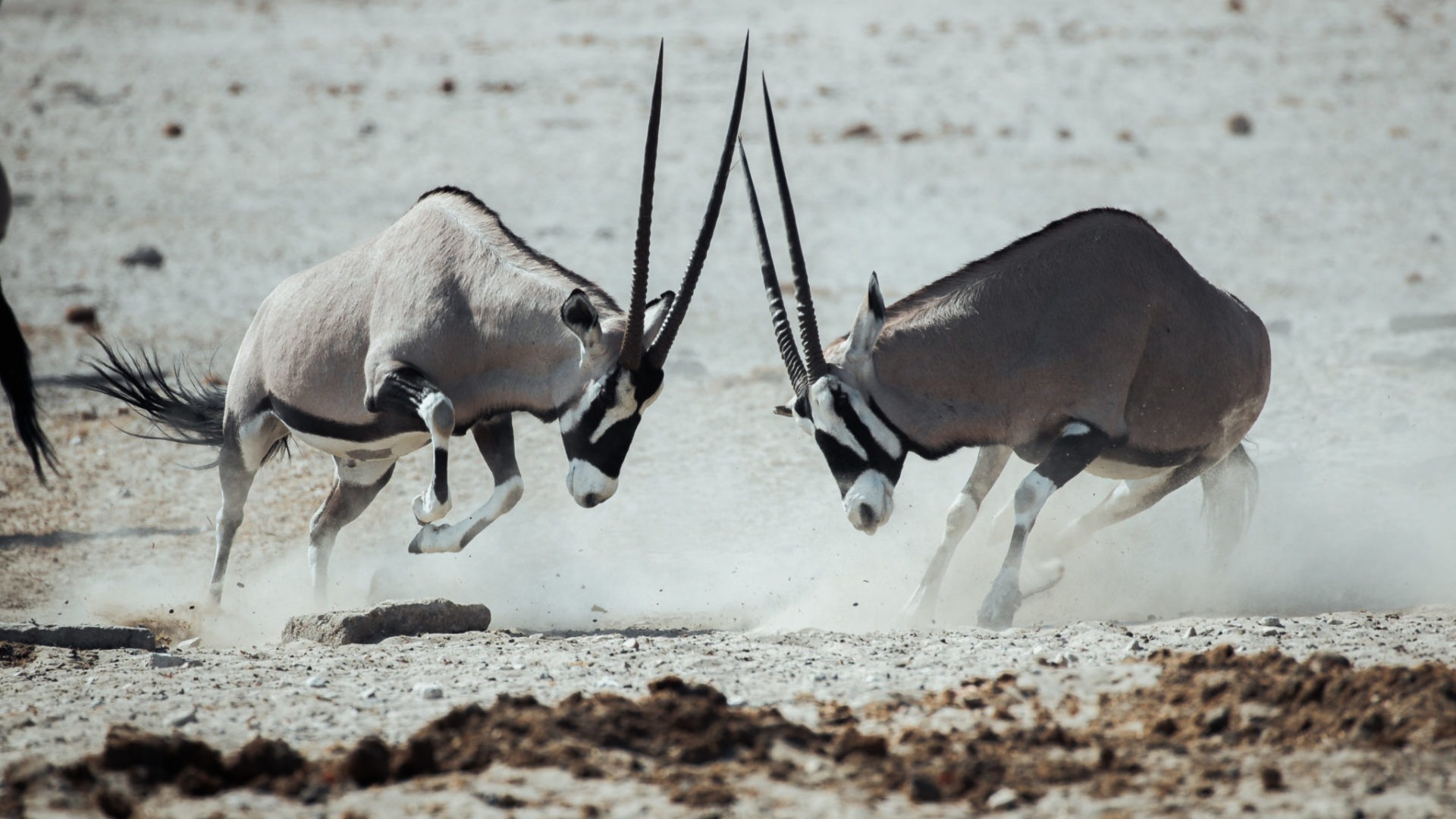 namibia photographic safari jason emilie guides 3