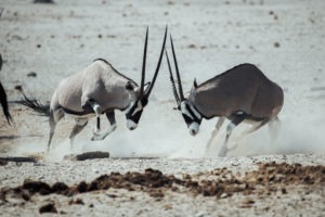 namibia photographic safari jason emilie guides 3