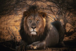 namibia photographic safari jason emilie guides 30