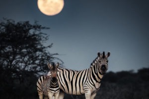 namibia photographic safari jason emilie guides 34