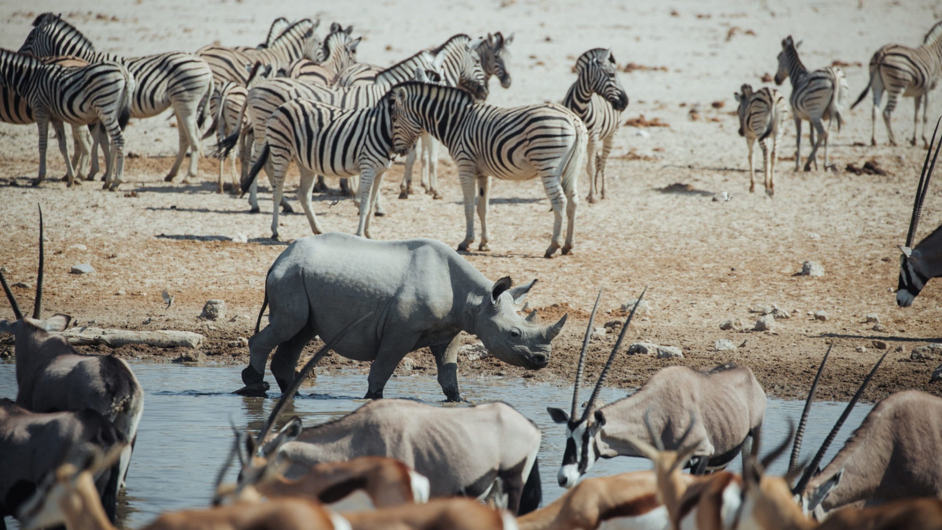 namibia photographic safari jason emilie guides 4