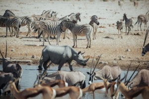 namibia photographic safari jason emilie guides 4