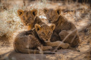 namibia photographic safari jason emilie guides 5