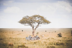 tanzania safaris zebra acacia