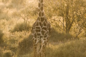 Blog Serengeti13