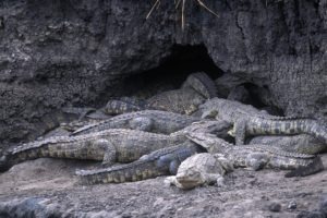 chada katavi crocodiles