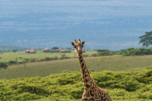 entamanu ngorongoro giraffe portrait