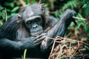 greystoke mahale chimp