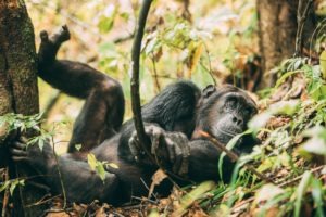 greystoke mahale chimp sleeping