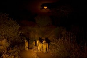 kigelia ruaha lions night