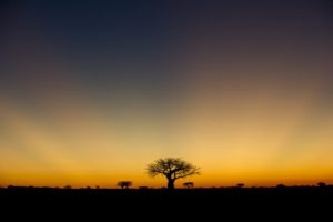 kigelia ruaha sunset baobab