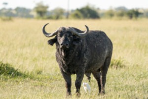 lamai serengeti buffalo 1