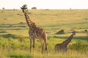 lamai serengeti giraffe