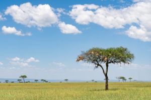 lamai serengeti landscape 1
