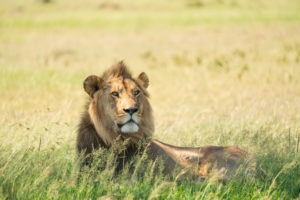 lamai serengeti lion