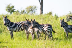 lamai serengeti zebra