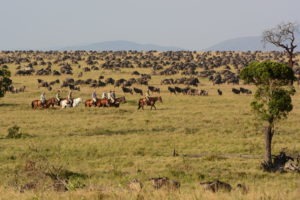 5 Wildebeest migration