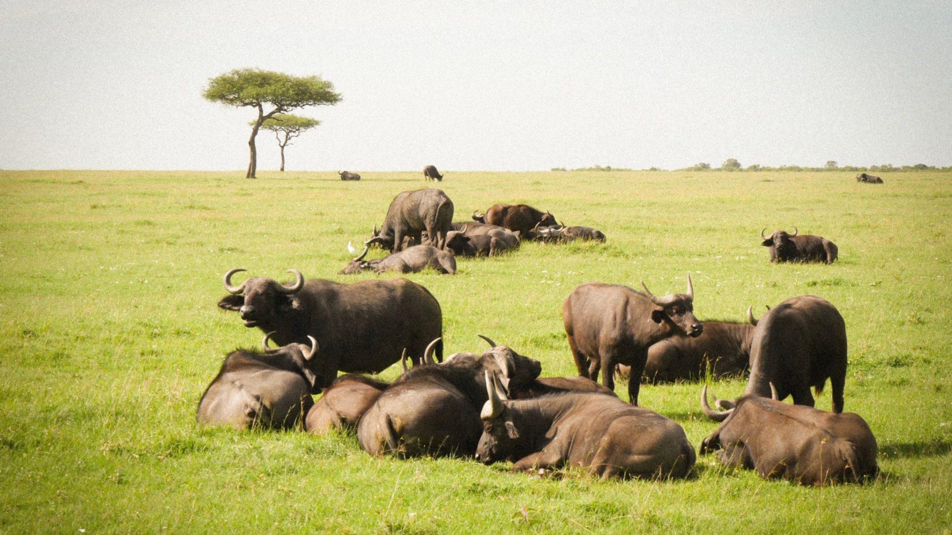 Masai Mara Kenya buffalo