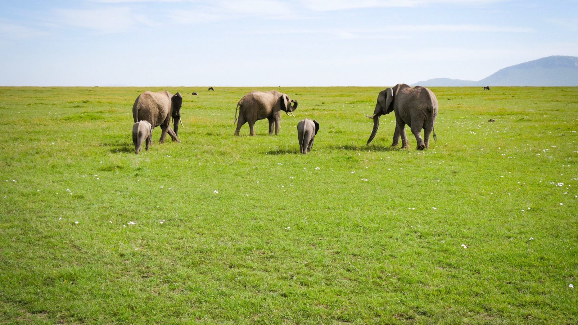 Masai Mara Kenya elephant