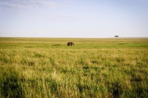 Masai Mara Kenya elephant plain