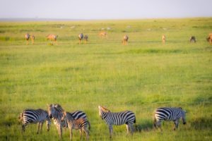Masai Mara Kenya zebra