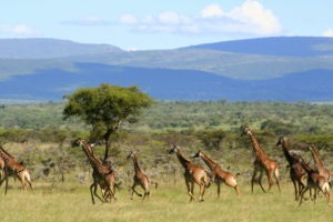 Masai Mara Kenya giraffe